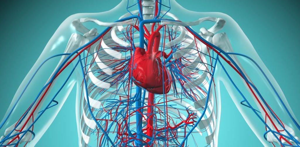 Хронические недуги сердечно-сосудистой системы