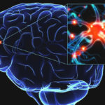Мозг посылает в периферические отделы тела сигналы о снижении АД и о недостатке кислорода