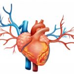 Проводится постоянное наблюдение за функциональностью легких и сердечной мышцы