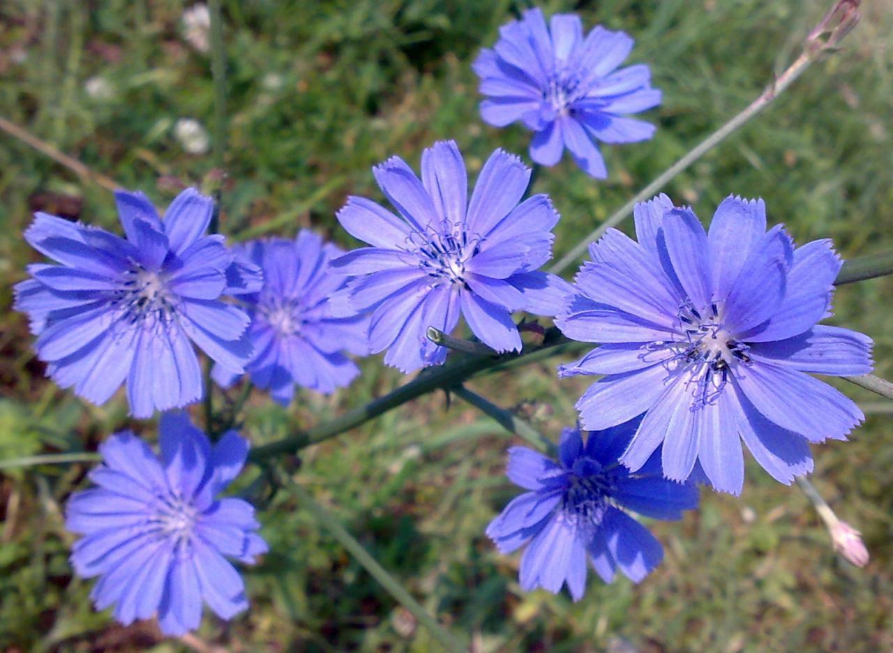 Цикорий легко узнать по голубым соцветиям