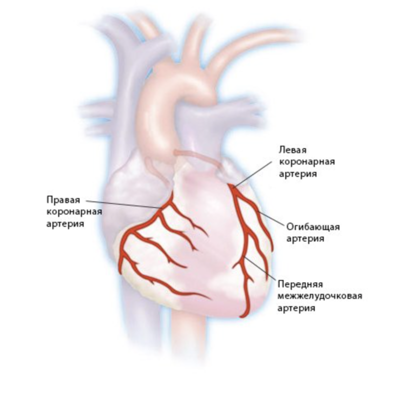 Коронарные артерии сердца, схема сосудов